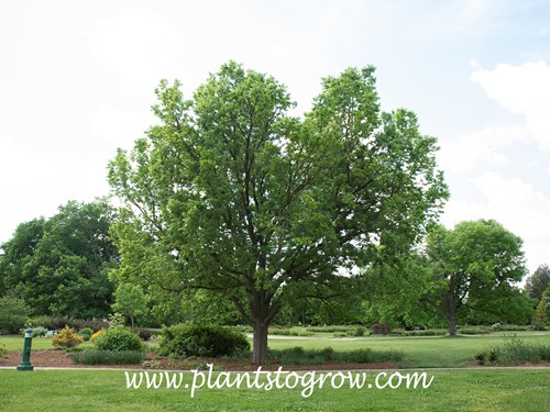 Hackberry (Celtis occidentalis)
mid summer image